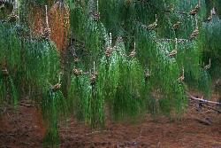 Image: Trevor James © Trevor James 